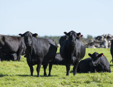 Changes to Livestock Risk Protection policy for 2026 crop year
