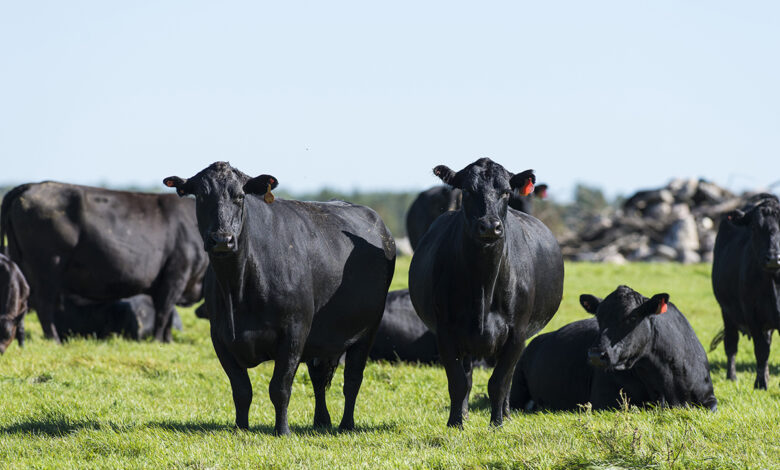 Changes to Livestock Risk Protection policy for 2026 crop year Changes to Livestock Risk Protection policy for 2026 crop year